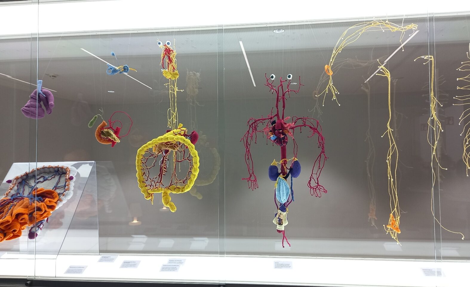 Nacht der Museen: Katharina Sabernigs „Gestrickte Anatomie“ im Dt. Medizinhistorischen Museum