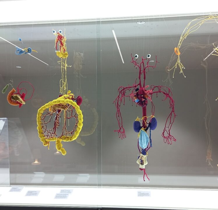 Nacht der Museen: Katharina Sabernigs „Gestrickte Anatomie“ im Dt. Medizinhistorischen Museum