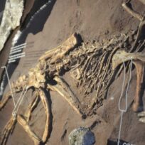 Eichstätt Teil der Burgenstrasse / Saurierforschung im Juramuseum