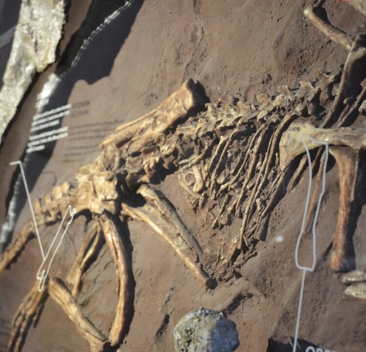 Eichstätt Teil der Burgenstrasse / Saurierforschung im Juramuseum