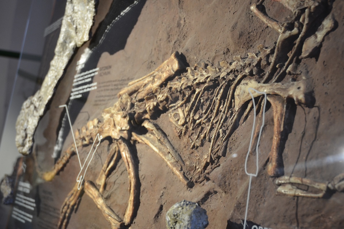 Eichstätt Teil der Burgenstrasse / Saurierforschung im Juramuseum