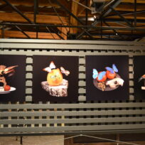 Fotografierte Stillleben: Sonderausstellung „Augenweide“ im Diözesanmuseum Eichstätt