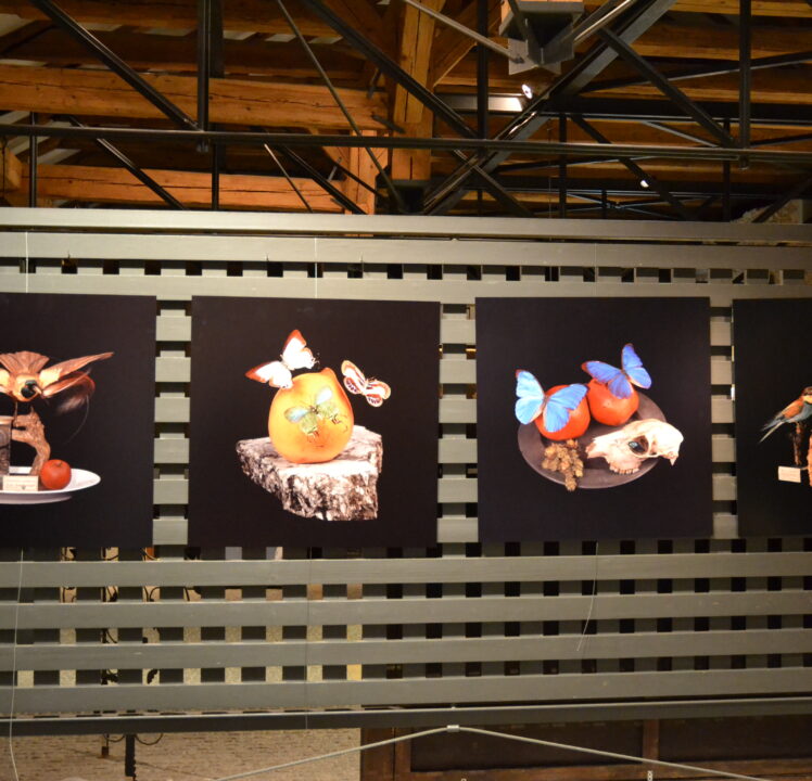 Fotografierte Stillleben: Sonderausstellung „Augenweide“ im Diözesanmuseum Eichstätt