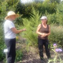 „Herbstarbeiten im Arzneipflanzengarten“ des Deutschen Medizinhistorischen Museums: Führung  mit Sigrid Billig und Sabine Duschek