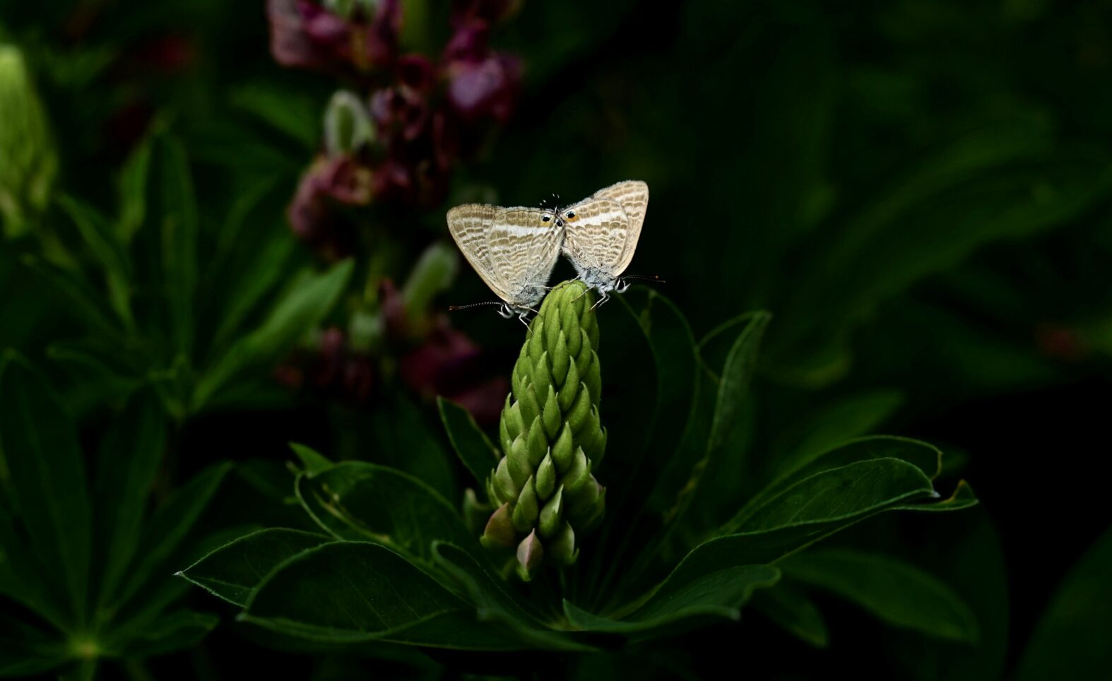 Insektenflüsterin: Caroline Neven DuMont zeigt mit WesenART Fotoarbeiten im Pflegschloss Schrobenhausen