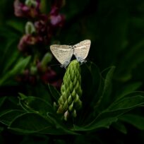 Insektenflüsterin: Caroline Neven DuMont zeigt mit WesenART Fotoarbeiten im Pflegschloss Schrobenhausen